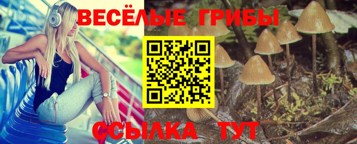 Галлюциногенные грибы Cubensis Элиста