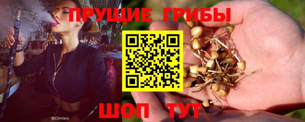 Элиста  Псилоцибиновые грибы GOLDEN TEACHER  цены наркотик  Вход с VPN 